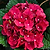 Cherry-Go-Round® Hydrangea