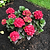 Cherry-Go-Round® Reblooming Hydrangea