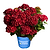 Cherry-Go-Round® Reblooming Hydrangea