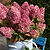 Dragon Baby™ Hydrangea