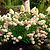 Dragon Baby™ Hardy Hydrangea