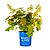 Toy Soldier™ Hydrangea