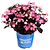 Pink Dynamo™ Hydrangea