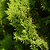 Italian Cypress