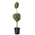 Blue Point Juniper Topiary