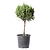 Blue Point Juniper Topiary