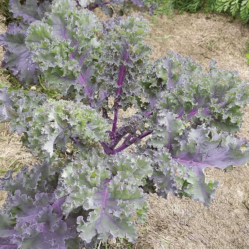 Red Russian Kale Seeds