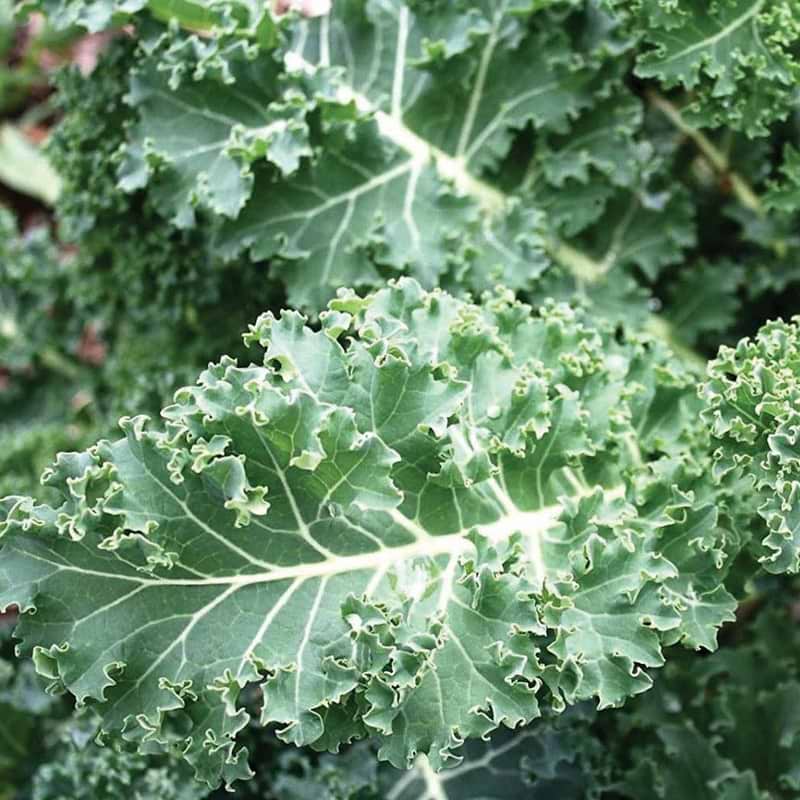 Blue Curled Scotch Kale Seeds
