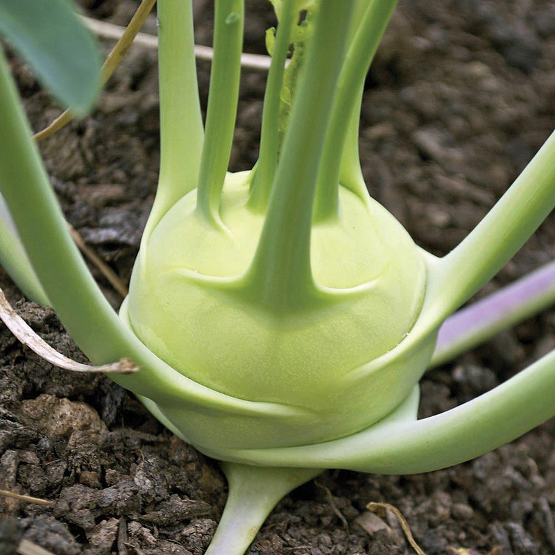 White Vienna Kohlrabi Seeds