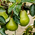 Kieffer Pear Tree