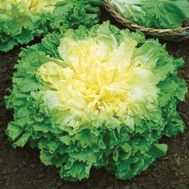 Broad Leaf Batavian Endive Seeds