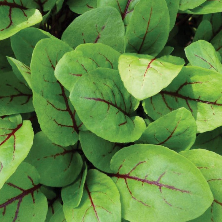 Red Veined Sorrel Seeds