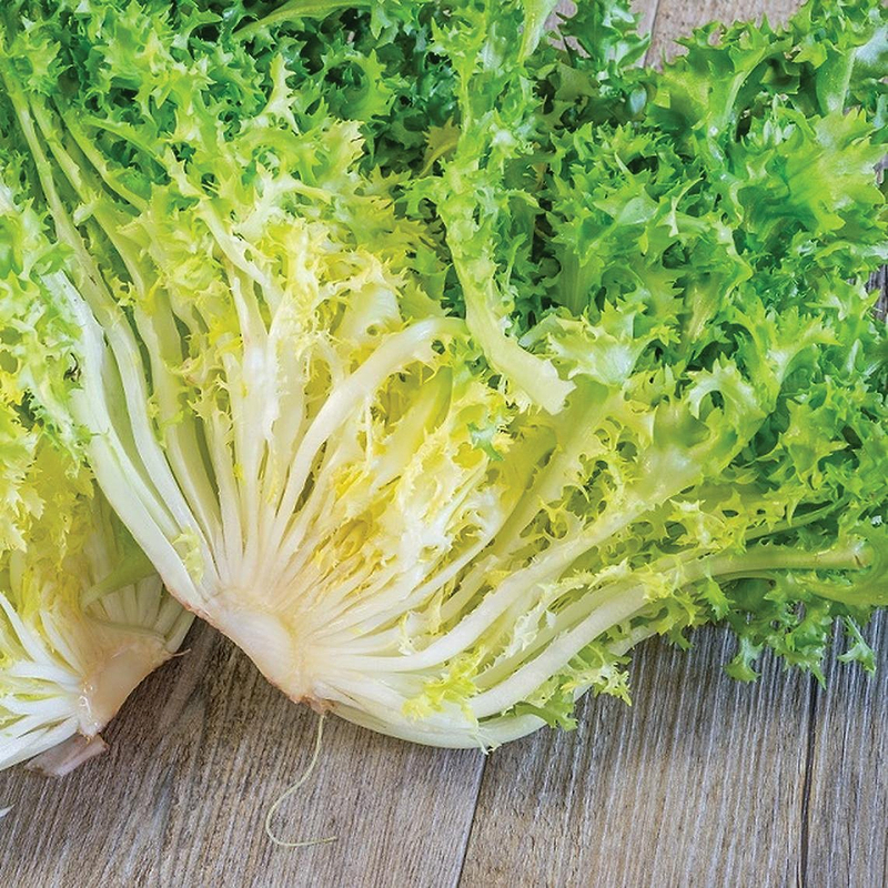 Frisee Endive Seeds