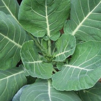 Vates Collards Seeds