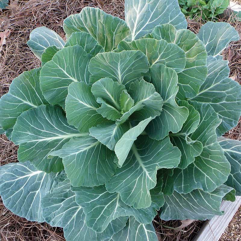 Georgia Southern Collards Seeds