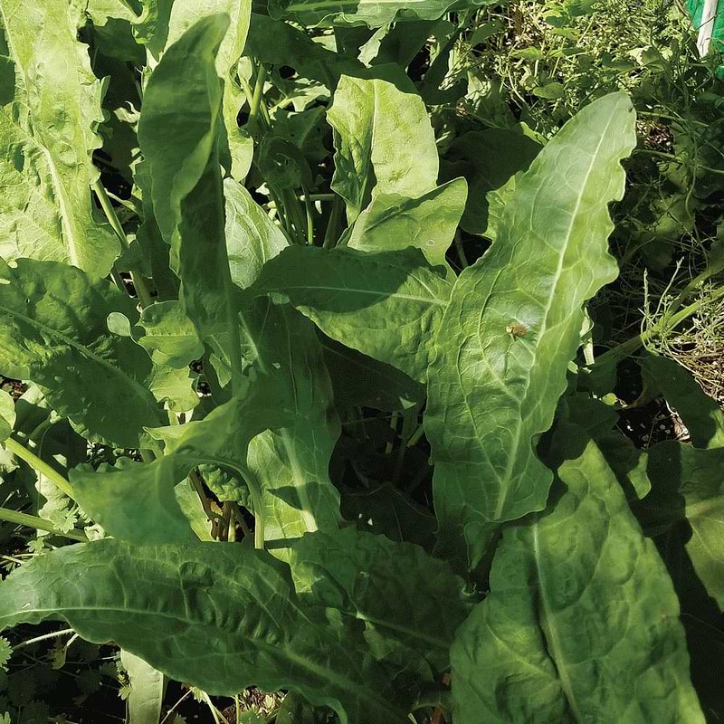 Large Leaf Sorrel Seeds