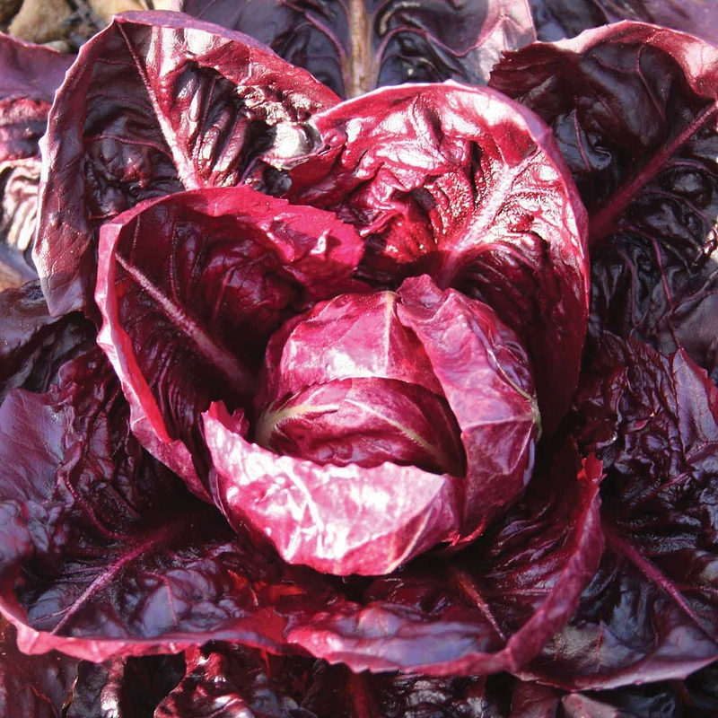Rouge De Verona Radicchio Seeds