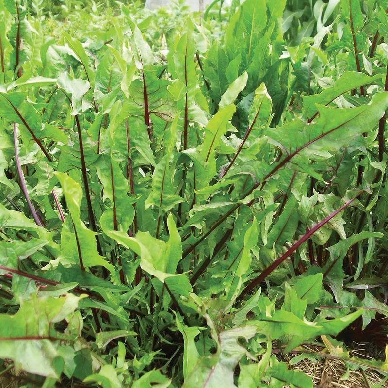 Italian Dandelion Seeds