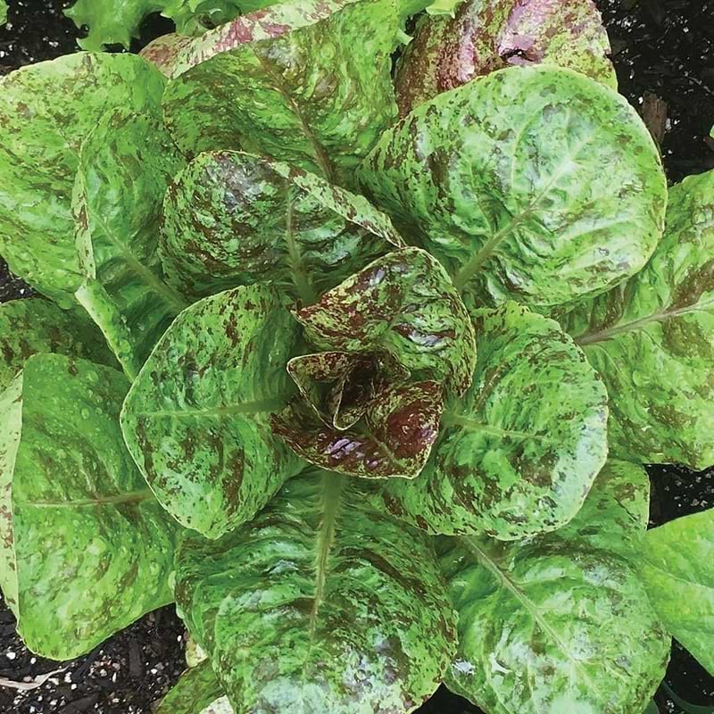Freckles Romaine Lettuce Seeds