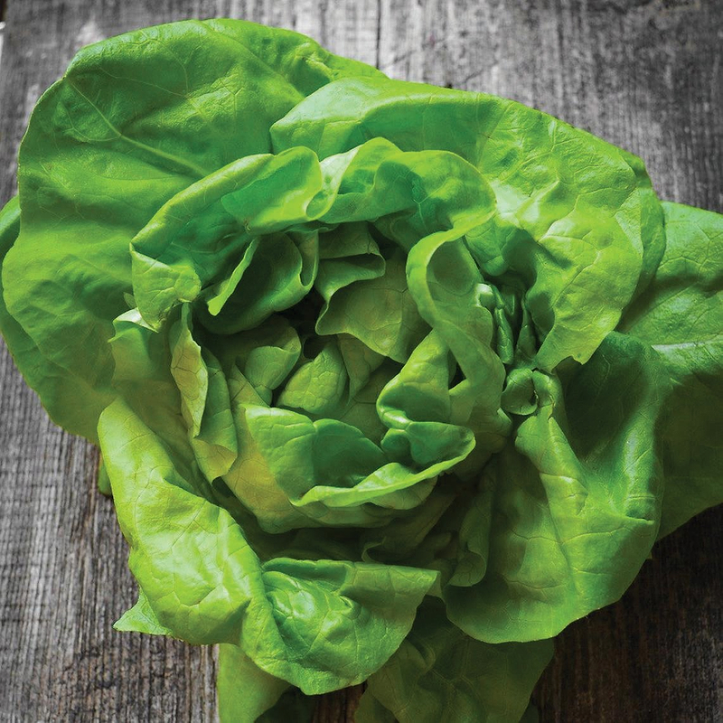 Bibb Butterhead Lettuce Seeds