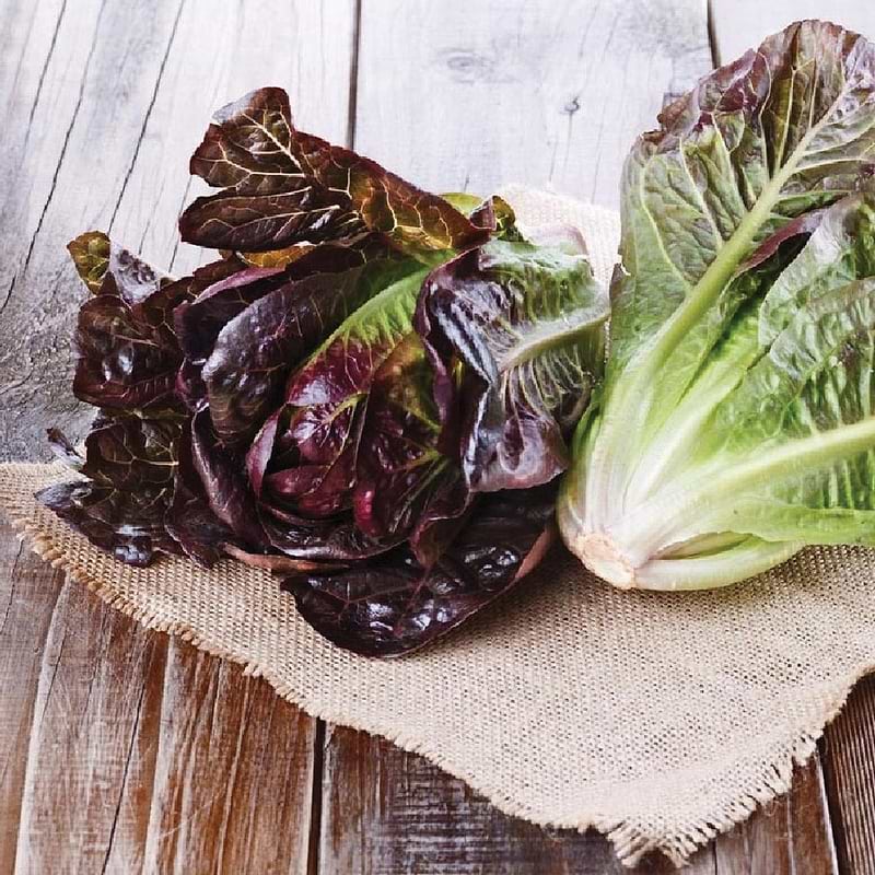 Red Romaine Lettuce Seeds