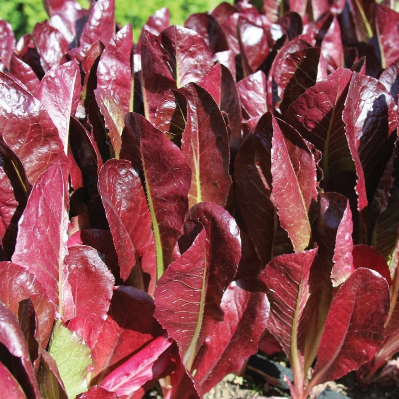 Super Red Romaine Lettuce Seeds