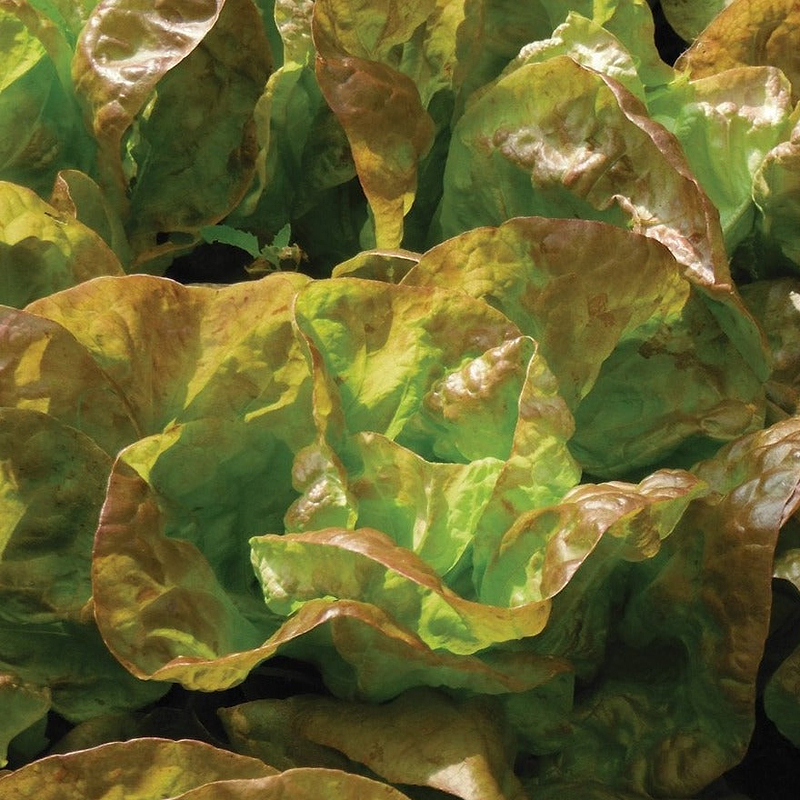 Marvel of 4 Seasons Lettuce Seeds