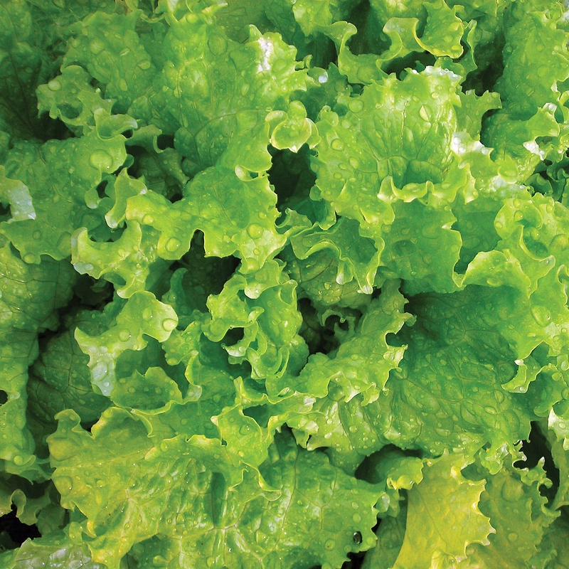 Slobolt Lettuce Seeds