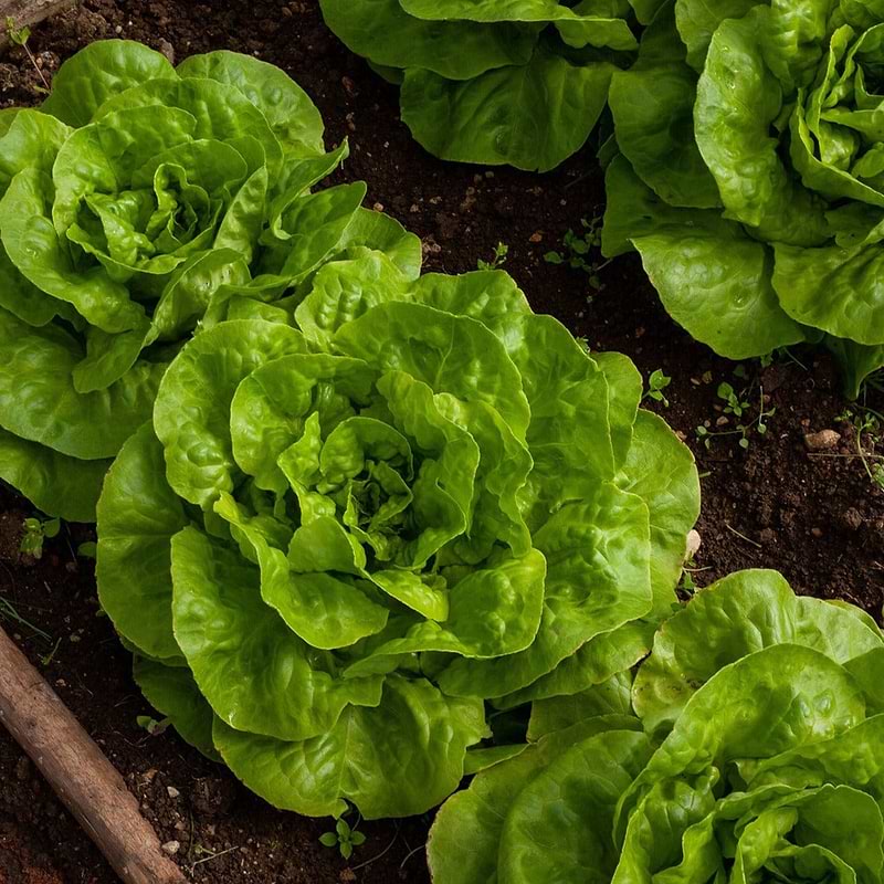 Tom Thumb Dwarf Bibb Lettuce Seeds