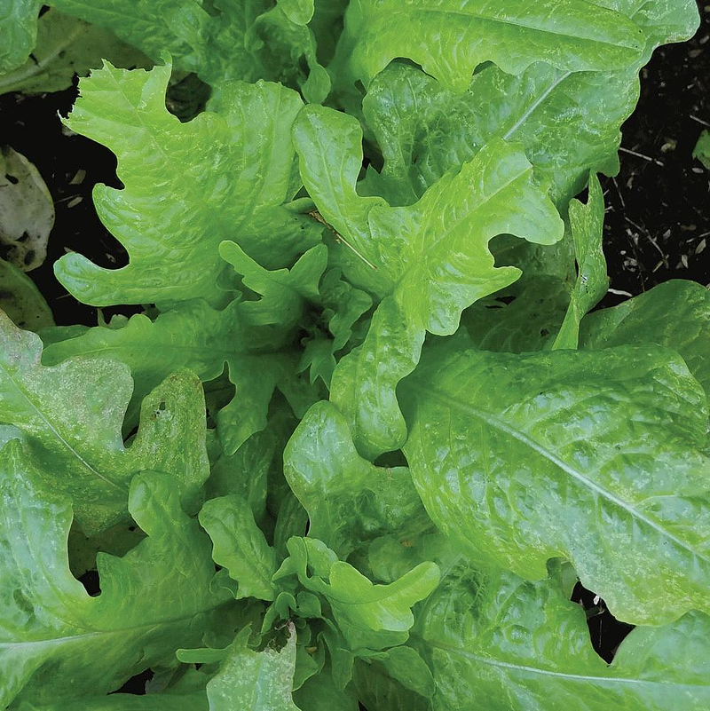 Oakleaf Lettuce Seeds