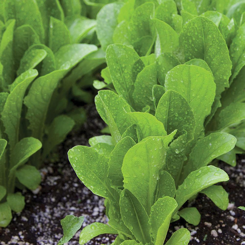 Parris Island Cos Romaine Lettuce Seeds