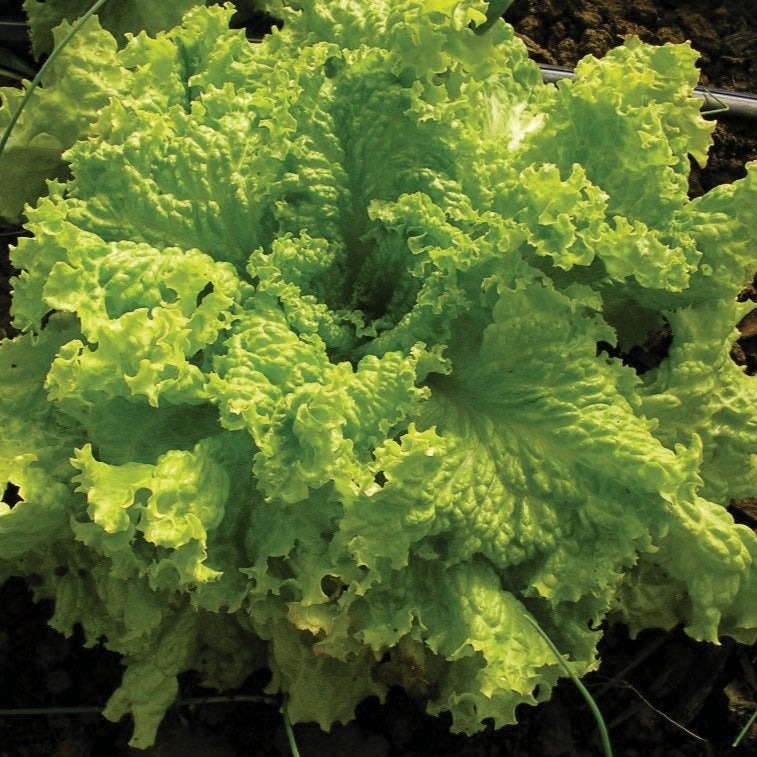 Grand Rapids Leaf Lettuce Seeds