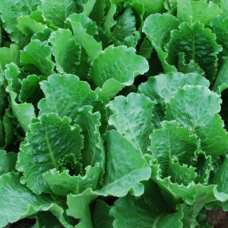 Crisp Mint Lettuce Seeds