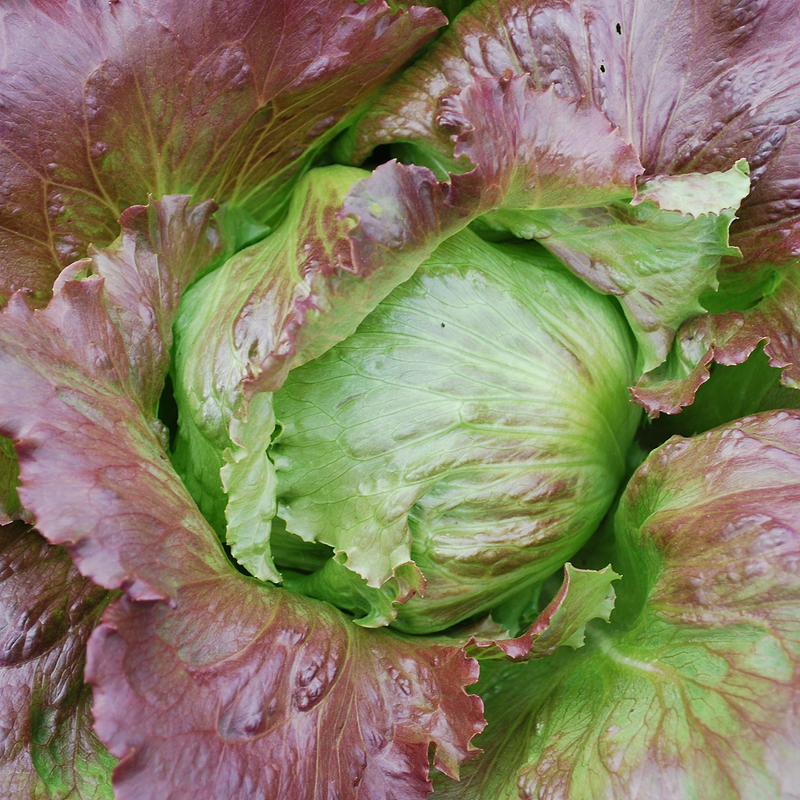 Pablo Lettuce Seeds