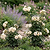 Flower Cage Trumpet - 2 Pack | Vego Garden