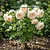 Flower Cage Trumpet - 2 Pack | Vego Garden