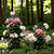 Flower Cage Trumpet - 2 Pack | Vego Garden
