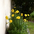 Flower Cage Round - 2 Pack  | Vego Garden
