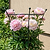 Flower Cage Trumpet - 2 Pack | Vego Garden