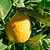 Lisbon Lemon Tree