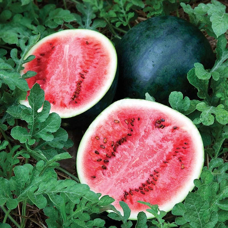 Sugar Baby Watermelon Seeds