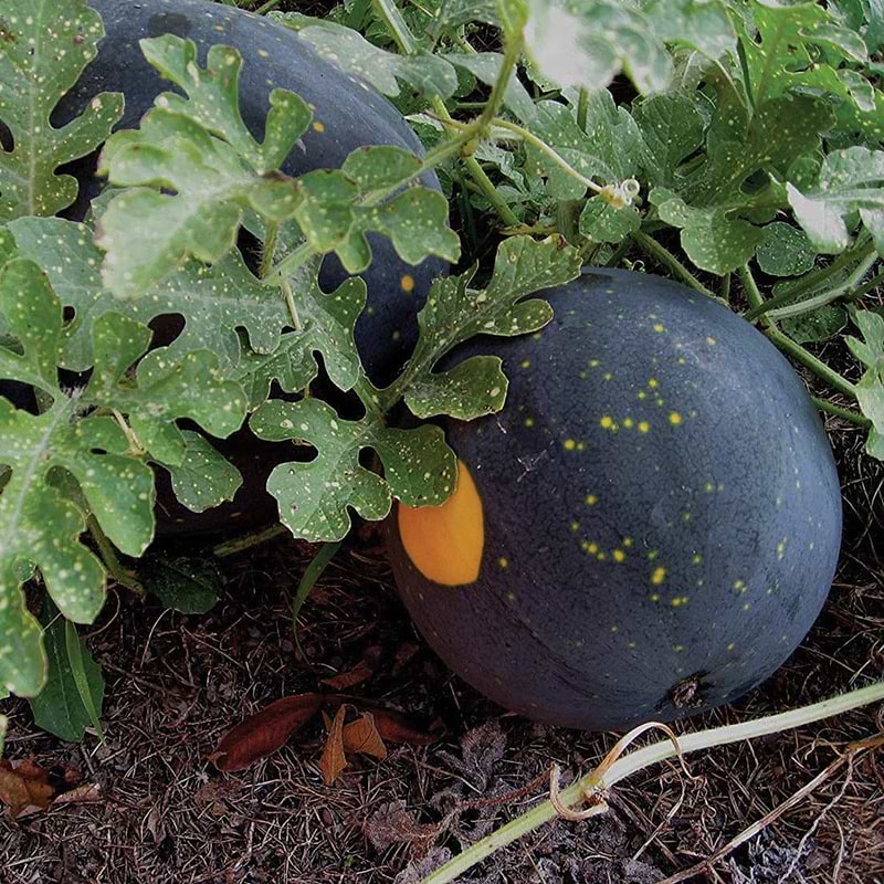 Moon and Stars Watermelon Seeds