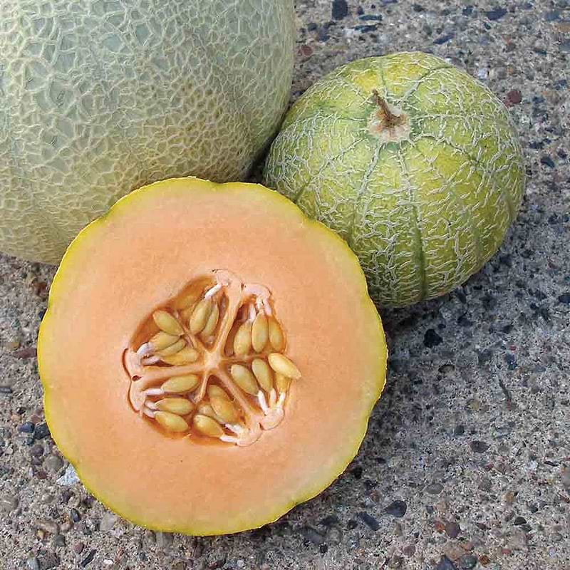 Minnesota Midget Cantaloupe Melon Seeds