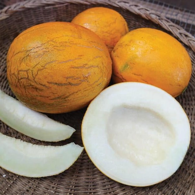 Kazakh Melon Seeds