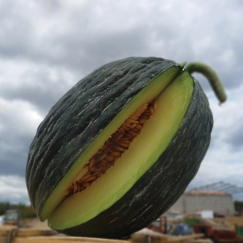 Tendral Verde Tardif Melon Seeds