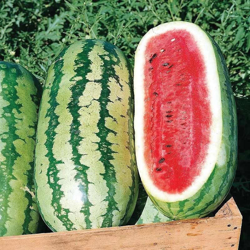 Jubilee Watermelon Seeds