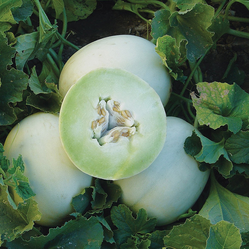 Green Flesh Honeydew Melon Seeds