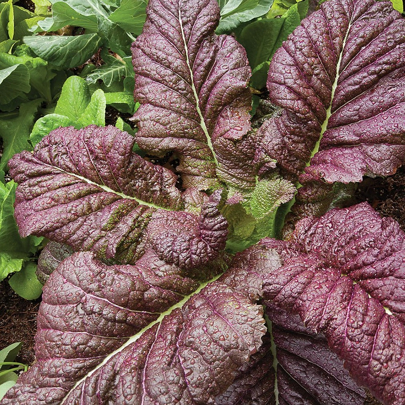 Red Giant Mustard Seeds