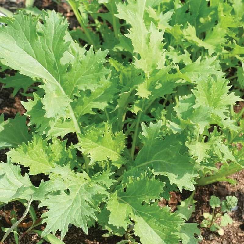 Mizuna Mustard Seeds