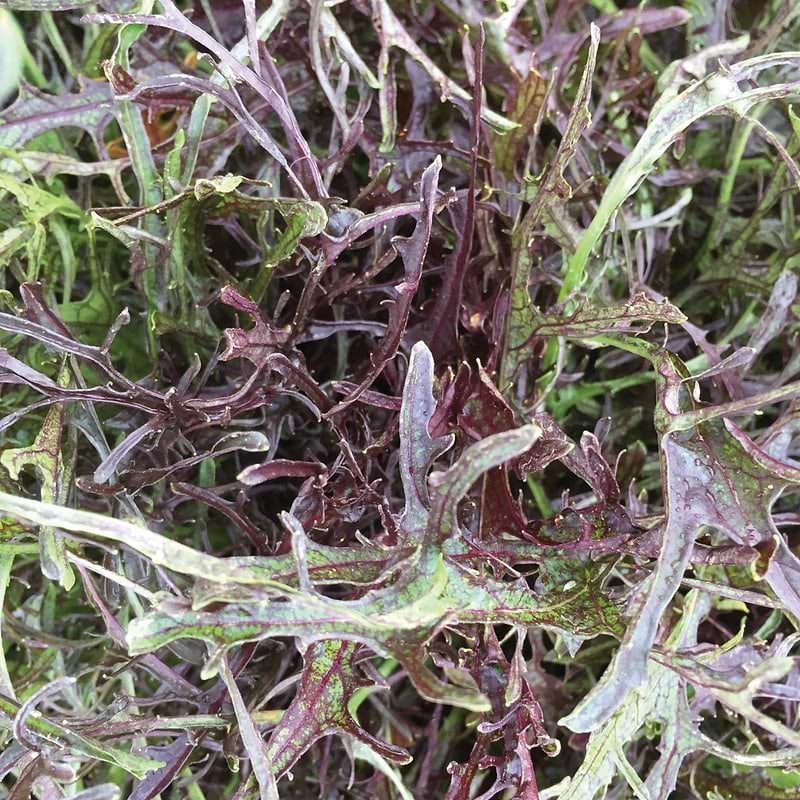 Mizuna Red Streaks Mustard Seeds